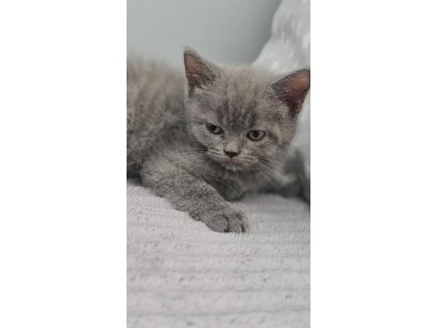2 aylık dişi british shorthair