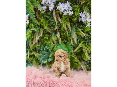 Orjinal maltipoo dişi yavrularımız