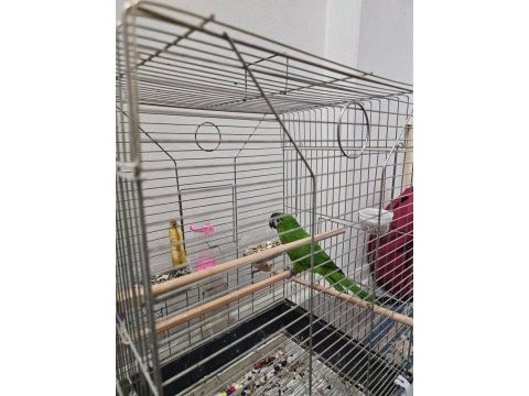 Mükemmel yavru cüce macaw alışmış