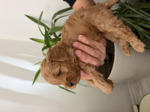Toy poodle bebekler