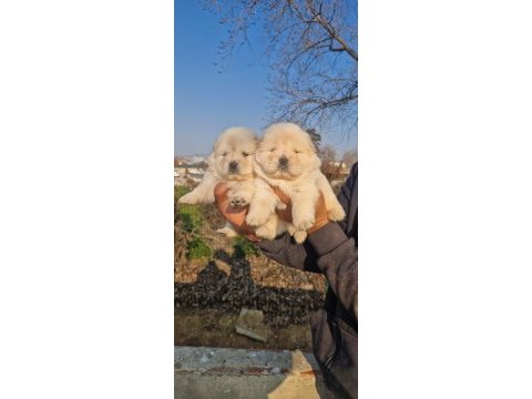 Çin aslanı yavru köpeklerimiz