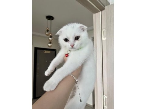 3 aylık dişi scottish fold beyaz