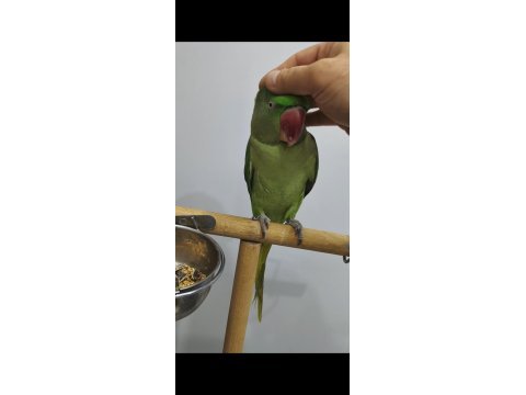 1.5 yaşında dişi jumbo boy full evcil alexander