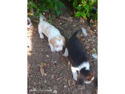 Saf kan beagle yavrularım