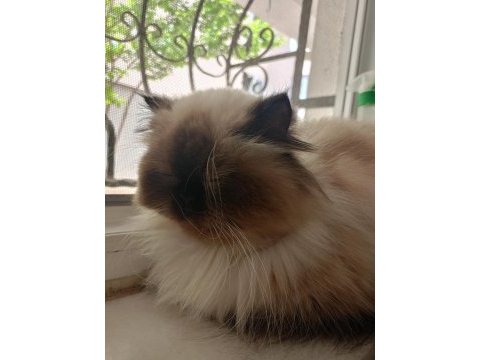 Himalayan kedimiz