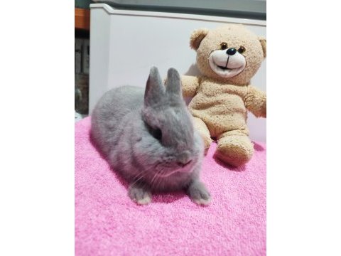 Safkan hollanda cüce tavşan (netherland dwarf)