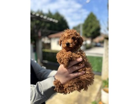 Toy poodle orjinal bebekler sakarya