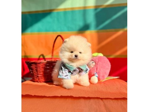 Sevimli pomeranian boo yavrularımız
