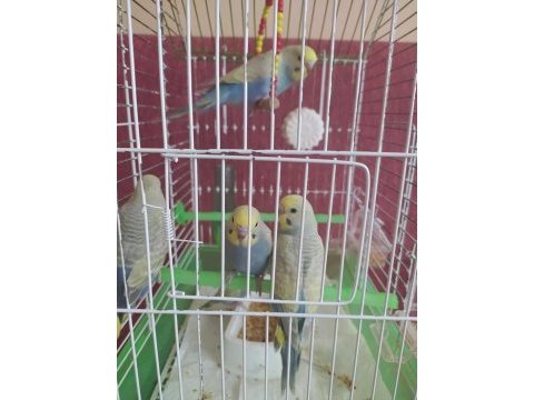 Rainbow güzel renkli yavru muhabbet kuşları