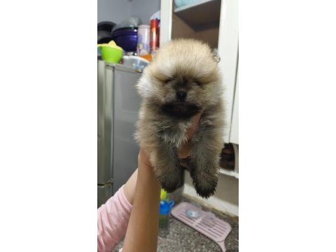 Pomeranian boo erkek ve dişi yavrularımız