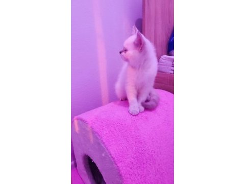 2 aylık sevimli british shorthair yavrumuz