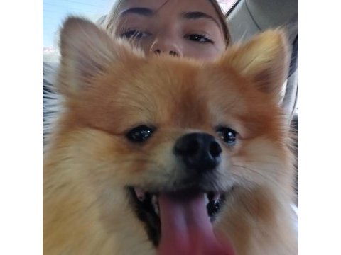 1 yaşında pomeranian ömürlük yuvasını arıyor