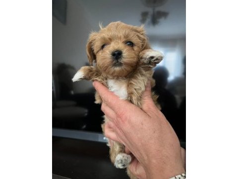Maltipoo yavruları ankara