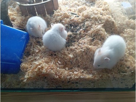 Yavru hamsterlar