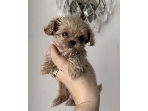 Tr de tek micro teacup maltipoo yavrusu