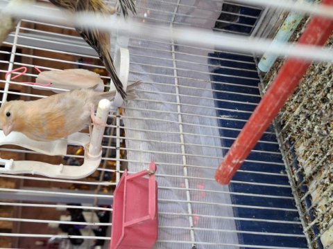 Sakacılara kırmızı agat dişi ve erkek kanarya