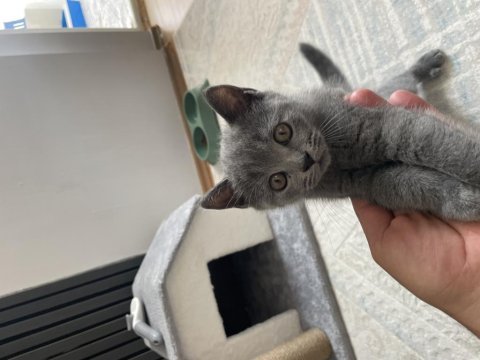 Eğitimli tuvalet alışkanlığı olan british shorthair