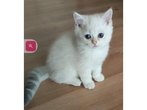 Safkan british shorthair