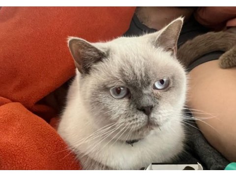 British blue point dişi