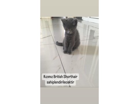 Dişi british shorthair