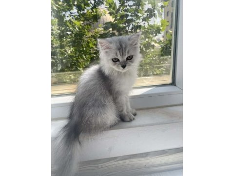 British longhair güzel kızımız