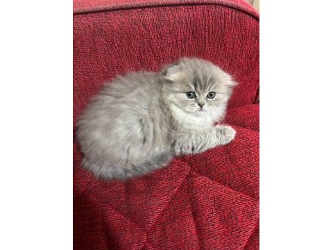 Mama karşılığı yavru scottish fold