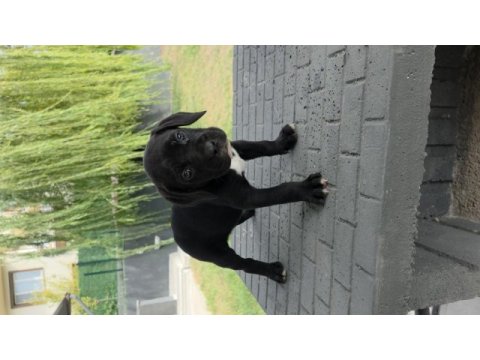 2 aylık erkek cane corso köpekler siyah dişiler blue