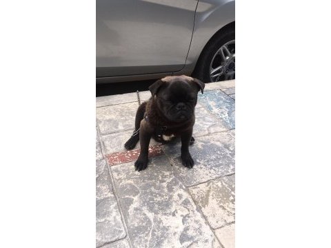 Siyah pug eve arabaya pislemez