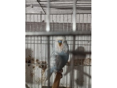 Jumbo muhabbet kuşu