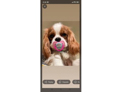 9 haftalık cavalier king charles yavruları erkek dişi