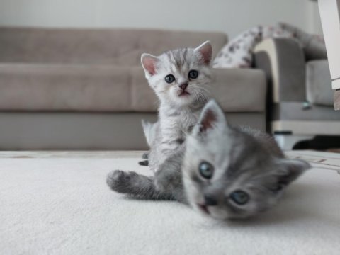British shorthair cinsi yavrularımız yeni evlerini arıyor