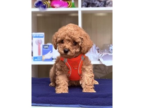 Sıfır numara toy poodle