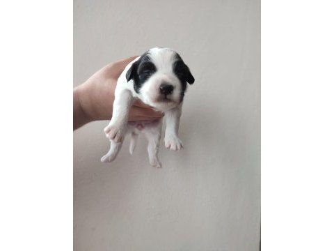 Tibet terrier 15 günlükler