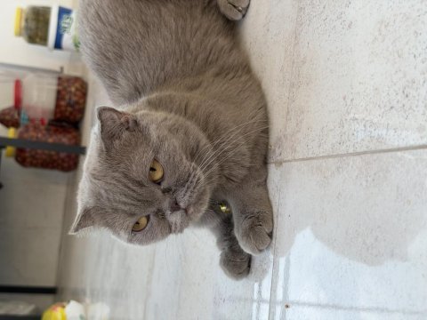 Scottish fold kedisi