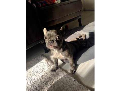 French bulldog blue