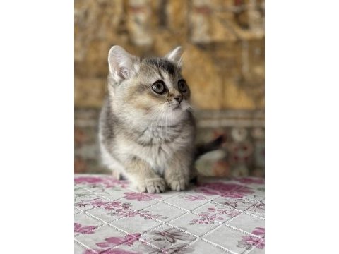 British black golden bebek uygun sahiplendirilecek