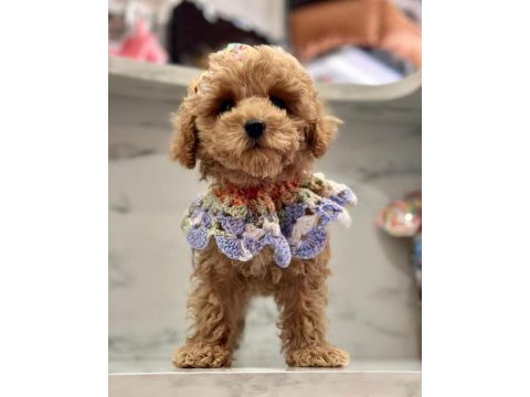 F1 kalite maltipoo bebeklerim