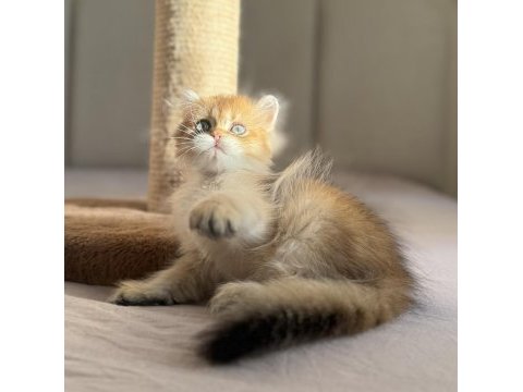 Mükemmel kalite golden ny11 ny12 british longhair