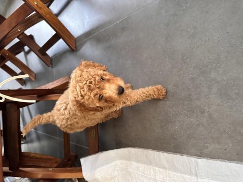 70 günlük poodle kedimiz ile anlaşamıyor