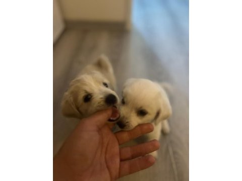 Beyaz meleklerim terrier maltese
