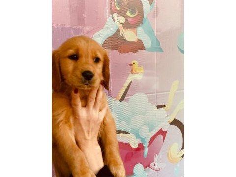 Değerini bilene orjinal show kalite golden bebekler