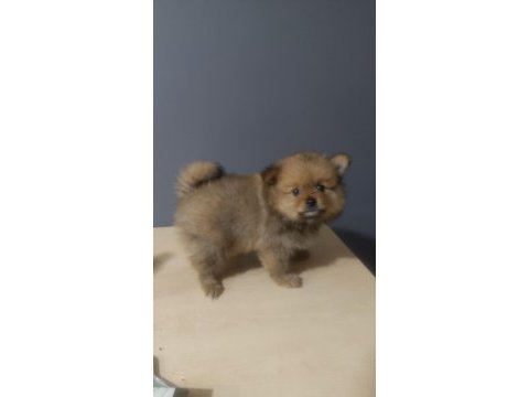 Pomeranian spitz
