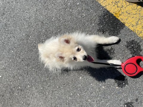 Oyuncu spitz yavrumuz