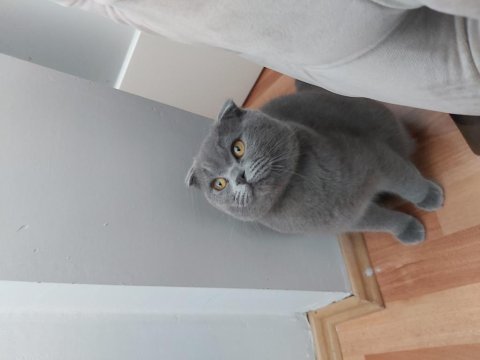 7 aylık erkek scottish fold wc eğitimli