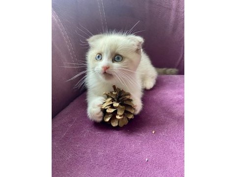 Satılık scottish fold yavrusu