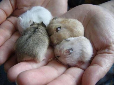 Gonzales hamster yavrular ve tüm malzemeleri adrese teslim