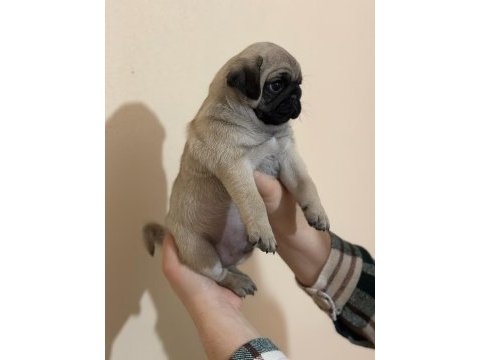 Muhteşem pug mops bebekleri
