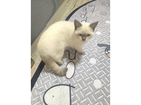 British shorthair kedimize güzel bir yuva arıyoruz