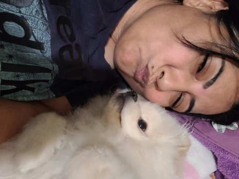 Pomeranian boo 4 aylık köpeğimiz