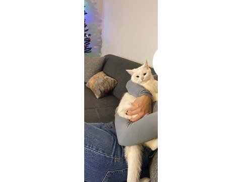 Kızımız ankara kedisi ve british shorthair kırmasıdır